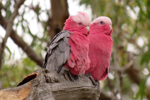 Koalas And Kangaroo In The Wild Tour From Melbourne - Tourism Hervey Bay 35