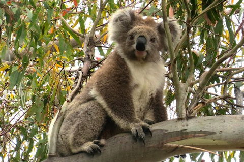 Koalas And Kangaroo In The Wild Tour From Melbourne - Tourism Hervey Bay 34