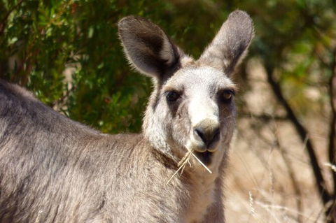Koalas And Kangaroo In The Wild Tour From Melbourne - Tourism Hervey Bay 32