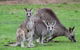 Koalas And Kangaroo In The Wild Tour From Melbourne - thumb 38