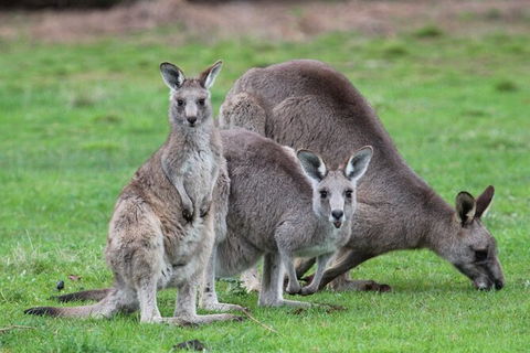 Koalas And Kangaroo In The Wild Tour From Melbourne - Tourism Hervey Bay 38