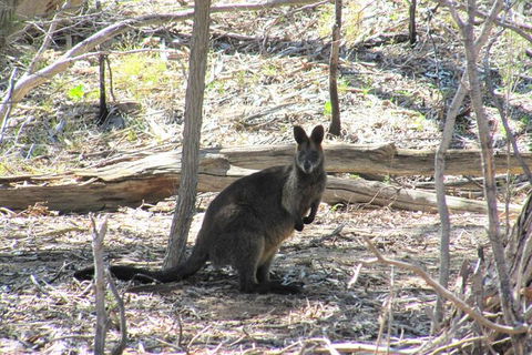 Koalas And Kangaroo In The Wild Tour From Melbourne - Tourism Hervey Bay 37