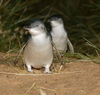 Express Expedition to Phillip Island Penguin Wildlife Encounter Evening Tour - Tourism Hervey Bay