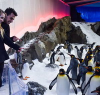Penguin Passport at SEA LIFE Melbourne Aquarium - Tourism Hervey Bay