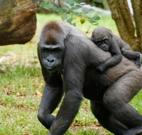 Melbourne Zoo General Entry Ticket - Tourism Hervey Bay