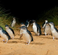 Phillip Island Penguin Parade Express Tour from Melbourne - Tourism Hervey Bay