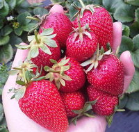 Mornington Peninsula including Strawberry Farm Day Tour from Melbourne - Tourism Hervey Bay
