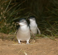Full-Day Penguin Parade and Melbourne City Tour From Melbourne - Tourism Hervey Bay