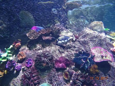 SEA LIFE Melbourne Aquarium Admission Ticket - Hervey Bay Accommodation 3