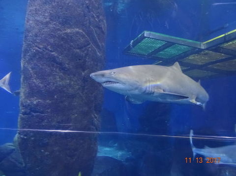 SEA LIFE Melbourne Aquarium Admission Ticket - Hervey Bay Accommodation 5