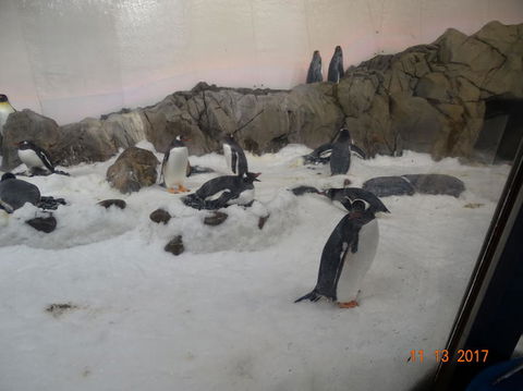 SEA LIFE Melbourne Aquarium Admission Ticket - Hervey Bay Accommodation 4