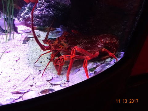 SEA LIFE Melbourne Aquarium Admission Ticket - Hervey Bay Accommodation 11