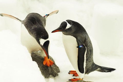 SEA LIFE Melbourne Aquarium Admission Ticket - Hervey Bay Accommodation 1