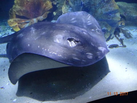 SEA LIFE Melbourne Aquarium Admission Ticket - Hervey Bay Accommodation 9