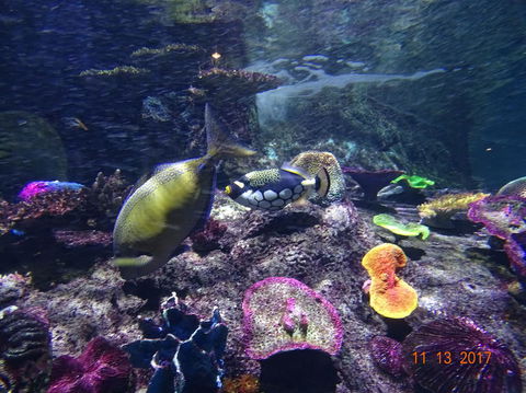 SEA LIFE Melbourne Aquarium Admission Ticket - Hervey Bay Accommodation 8