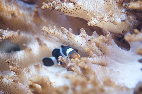 SEA LIFE Melbourne Aquarium Admission Ticket - Hervey Bay Accommodation 16