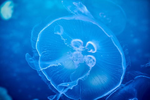 SEA LIFE Melbourne Aquarium Admission Ticket - Hervey Bay Accommodation 22