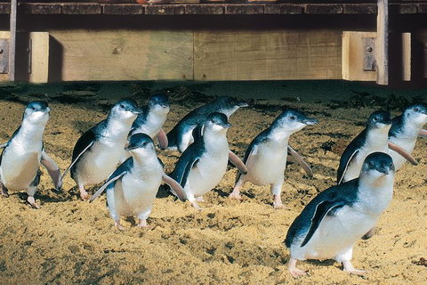 Half Day Phillip Island Penguin Parade PLUS Tour - Hervey Bay Accommodation 0