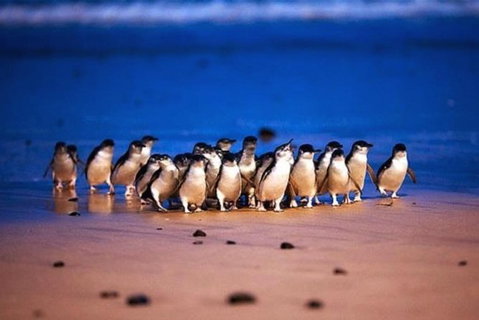 Half Day Phillip Island Penguin Parade PLUS Tour - Hervey Bay Accommodation 1