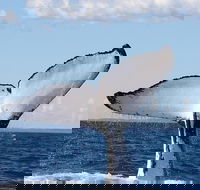 Phillip Island Whale Watching Tour - Hervey Bay Accommodation