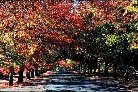 Macedon Ranges Small Group Wine Tour With 2 Course Lunch And Morning Tea - Tourism Hervey Bay 3