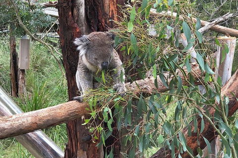 Day Tour Of Phillip Island, The Surrounding Region And Wine Tasting - Hervey Bay Accommodation 10