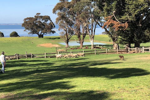 Day Tour Of Phillip Island, The Surrounding Region And Wine Tasting - Hervey Bay Accommodation 13