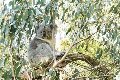 Ultimate Reverse Direction - 12 Apostles, Great Ocean Road - Small Group Tour - Hervey Bay Accommodation 7