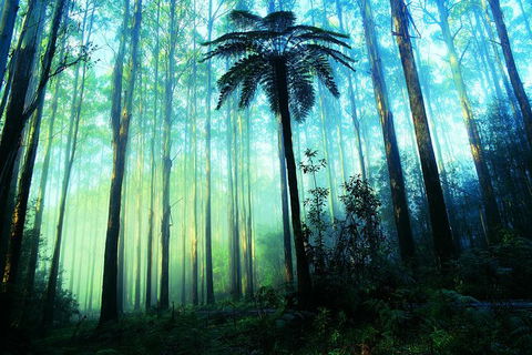 Half Day Puffing Billy Train Journey From Melbourne - Hervey Bay Accommodation 7