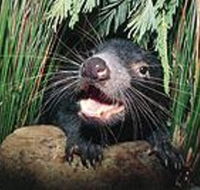 Hobart Shore Excursion Half Day Bonorong Wildlife Park with Richmond Tour - Tourism Hervey Bay