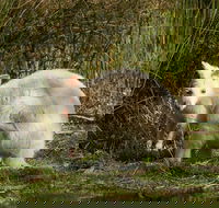 Bruny Island premium private photo-oriented day tour from Hobart - Tourism Hervey Bay