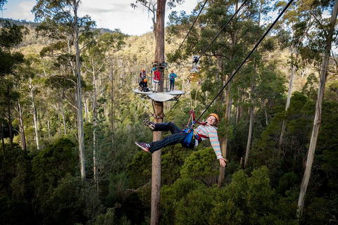 Hollybank Wilderness Adventure - Zipline Tours - Hervey Bay Accommodation 1
