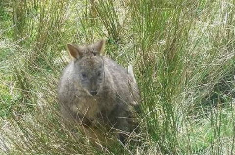 Leven Canyon Day Trip Including Wings Wildlife Park Or Gunns Plains Caves From Devonport, Ulverstone Or Burnie - Hervey Bay Accommodation 0