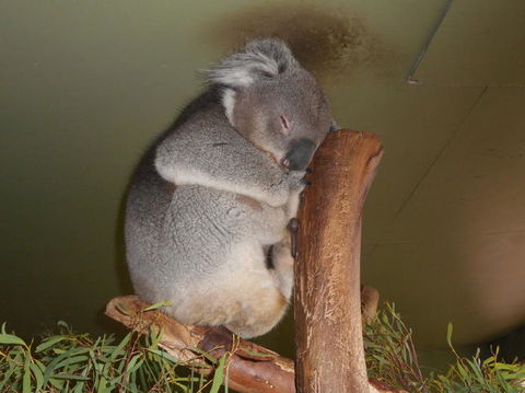 Cruise Ship Special Ex Hobart: Mt Wellington, Richmond, Bonorong With Free WiFi - Hervey Bay Accommodation 13