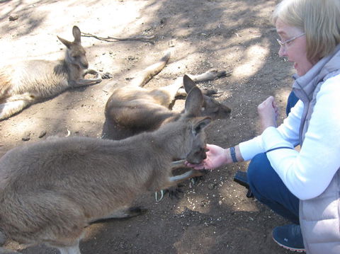 Cruise Ship Special Ex Hobart: Mt Wellington, Richmond, Bonorong With Free WiFi - Hervey Bay Accommodation 8