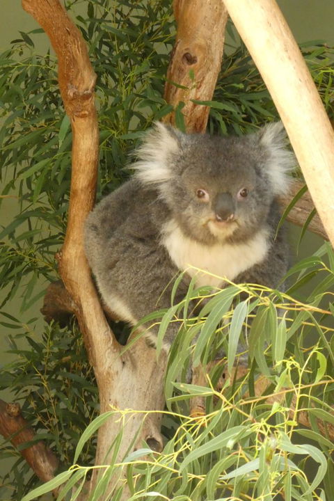 Cruise Ship Special Ex Hobart: Mt Wellington, Richmond, Bonorong With Free WiFi - Hervey Bay Accommodation 5