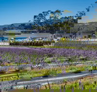 Private Tasman Peninsula Cruise Ship Tour from Port Arthur - Hervey Bay Accommodation