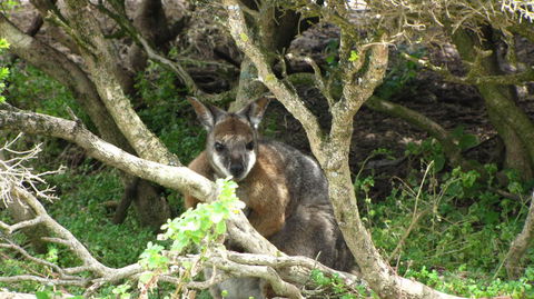 Kangaroo Island In A Day Tour From Adelaide - Hervey Bay Accommodation 23