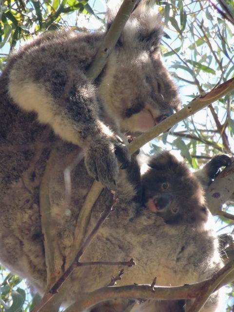 Kangaroo Island In A Day Tour From Adelaide - Hervey Bay Accommodation 16