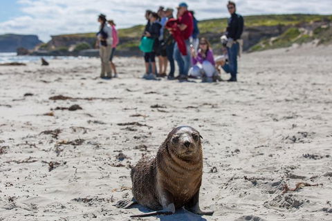 Kangaroo Island In A Day Tour From Adelaide - Hervey Bay Accommodation 1