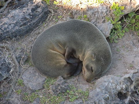 Kangaroo Island In A Day Tour From Adelaide - Hervey Bay Accommodation 12