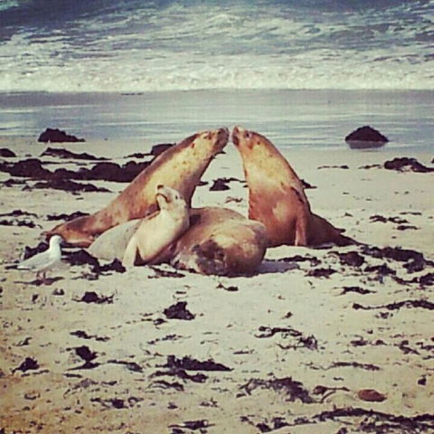 Kangaroo Island In A Day Tour From Adelaide - Hervey Bay Accommodation 24