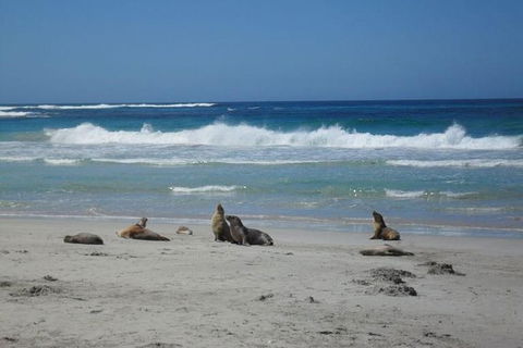 Kangaroo Island In A Day Tour From Adelaide - Hervey Bay Accommodation 0