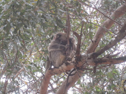 Kangaroo Island In A Day Tour From Adelaide - Hervey Bay Accommodation 22