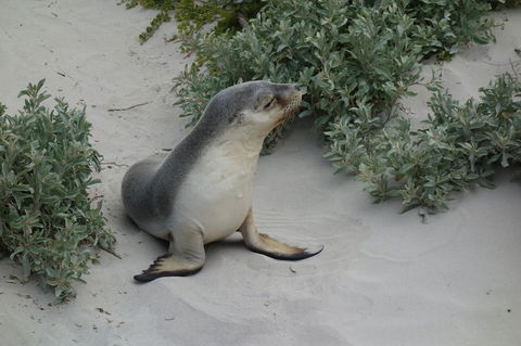 Kangaroo Island In A Day Tour From Adelaide - Hervey Bay Accommodation 19