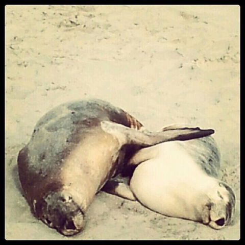 Kangaroo Island In A Day Tour From Adelaide - Hervey Bay Accommodation 25