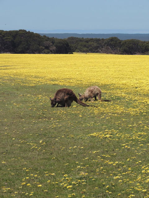 Kangaroo Island In A Day Tour From Adelaide - Hervey Bay Accommodation 14