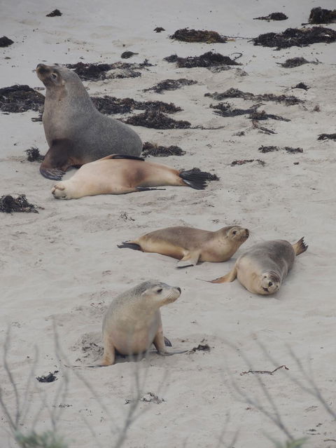 Kangaroo Island In A Day Tour From Adelaide - Hervey Bay Accommodation 15
