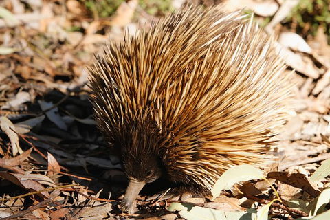 Kangaroo Island In A Day Tour From Adelaide - Hervey Bay Accommodation 29