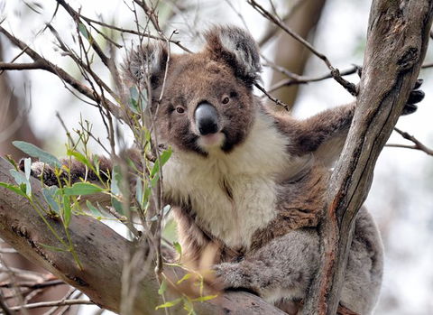 Kangaroo Island In A Day Tour From Adelaide - Hervey Bay Accommodation 27